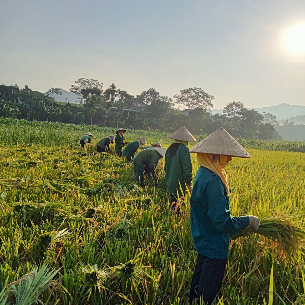 Hội viên xã Dũng Phong gặt giúp gia đình khó khăn